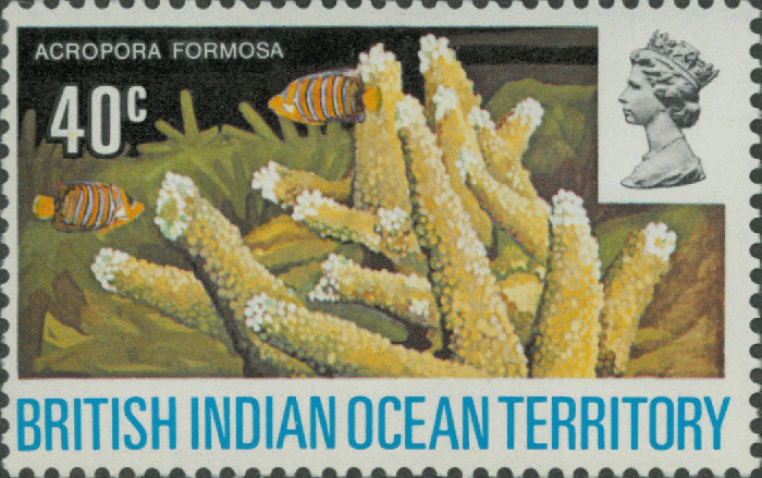 Acropora formosa Acropora formosa
