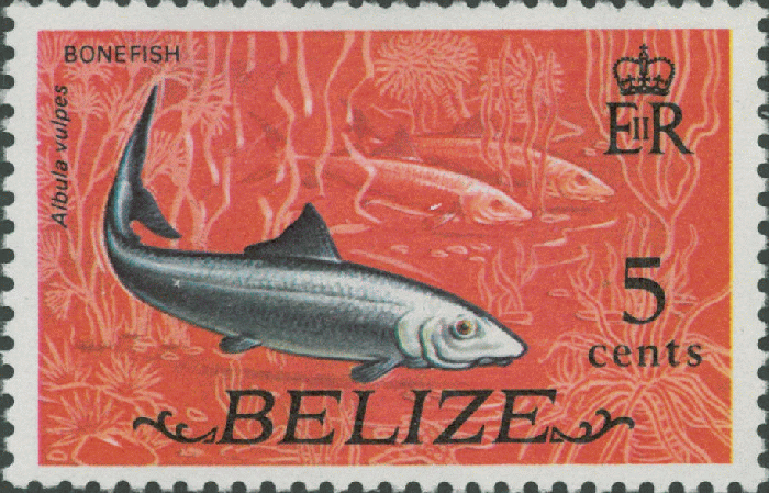 Albula vulpes Albula vulpes