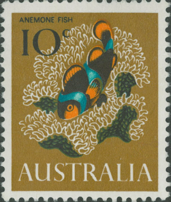 Amphiprion ocellaris Amphiprion ocellaris