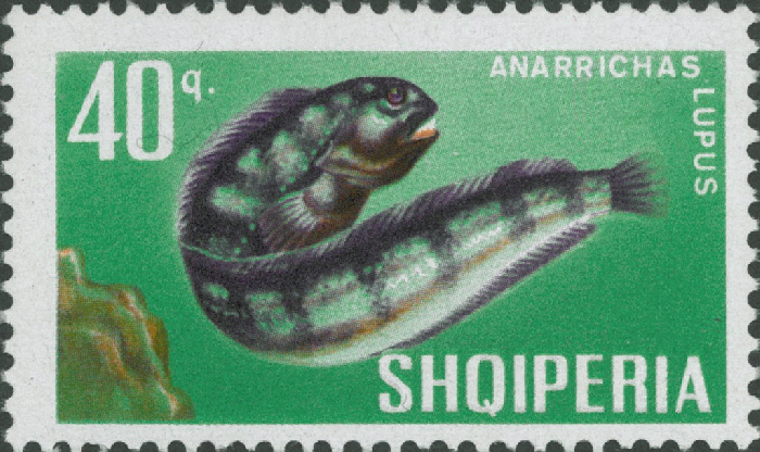 Anarhichas lupus Anarhichas lupus