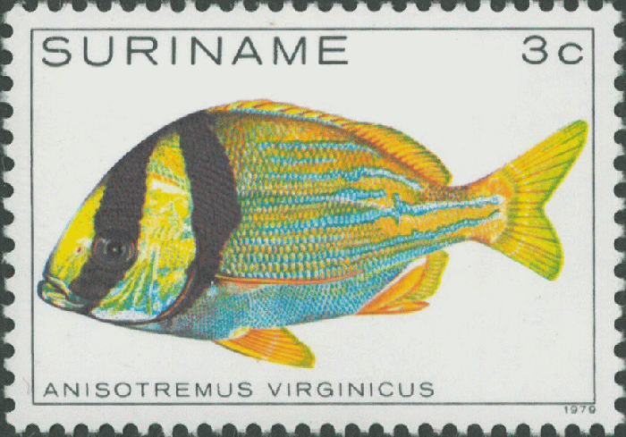 Anisotremus virginicus