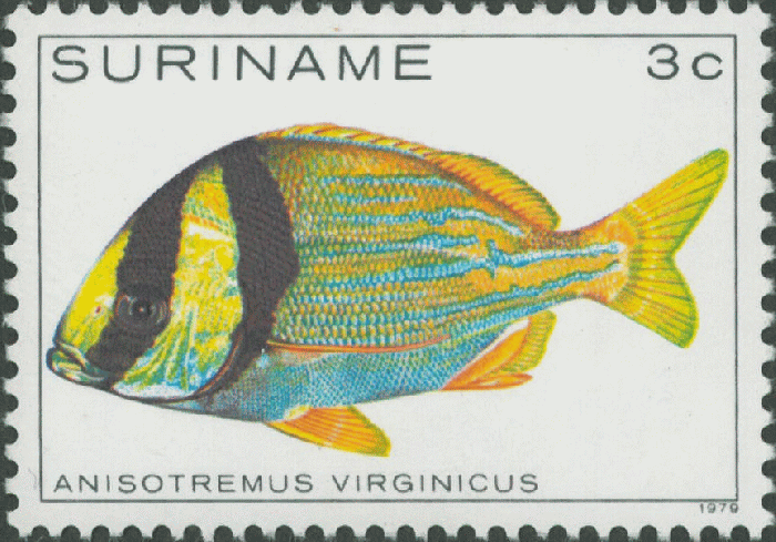Anisotremus virginicus Anisotremus virginicus