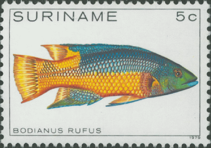 Bodianus rufus