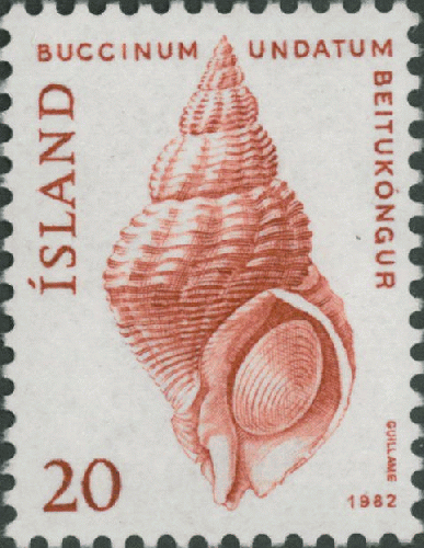 Buccinum undatum