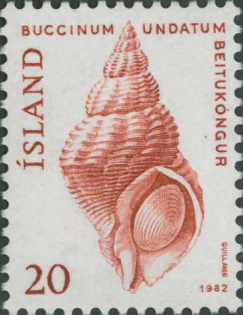 Buccinum undatum