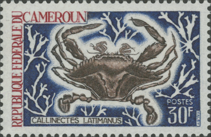 Callinectes latimanus