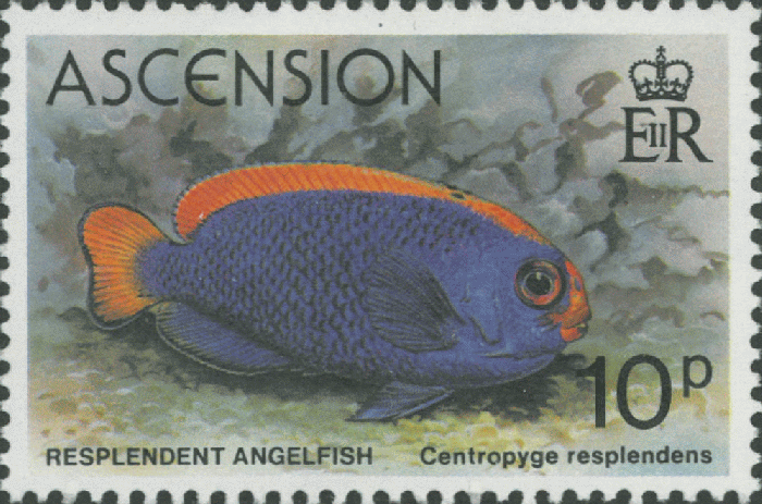 Centropyge resplendens Centropyge resplendens