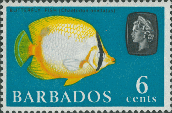 Chaetodon ocellatus Chaetodon ocellatus