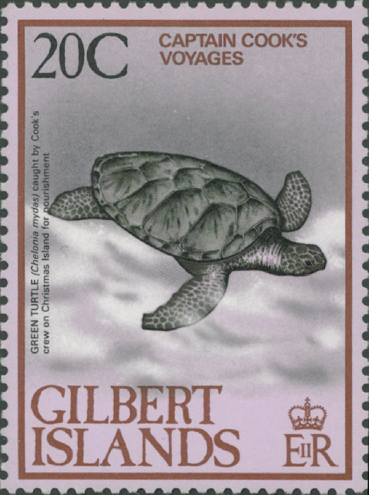 Chelonia mydas