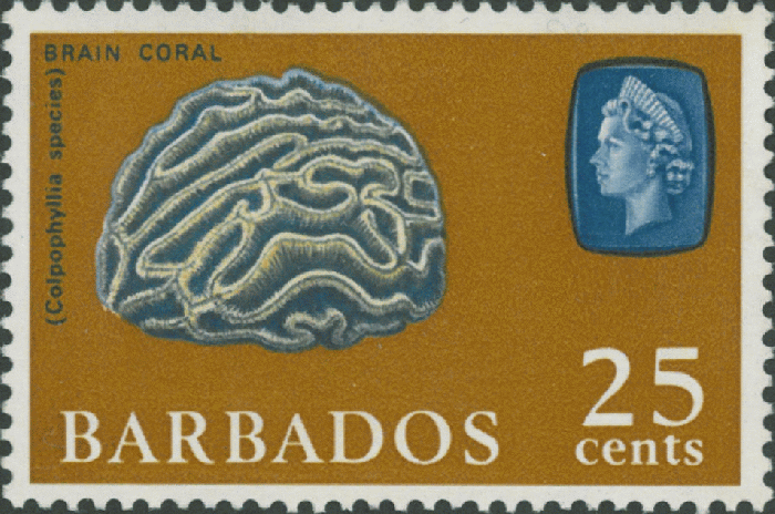 Colpophyllia Colpophyllia