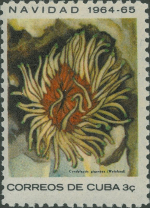 Condylactis gigantea Condylactis gigantea