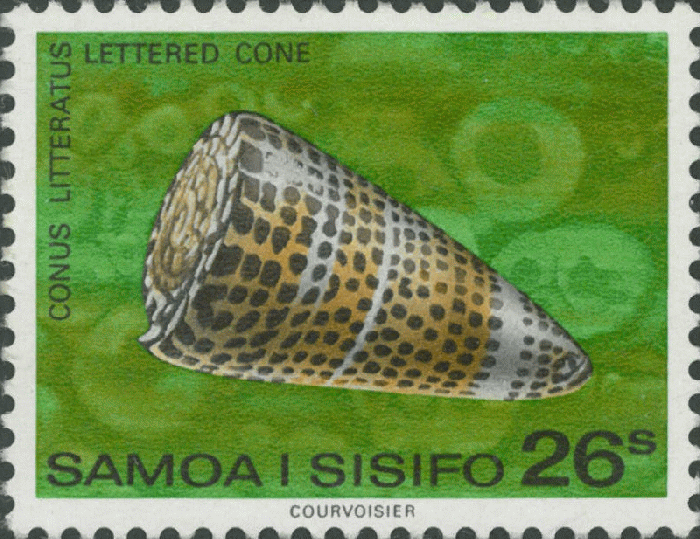 Conus litteratus Conus litteratus