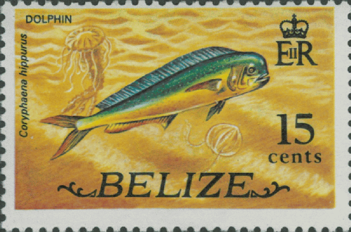 Coryphaena hippurus Coryphaena hippurus