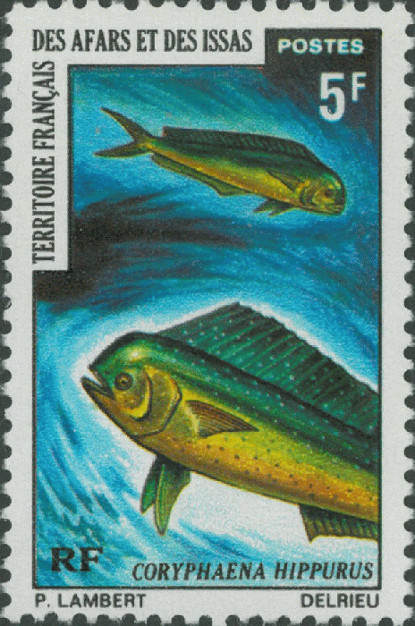 Coryphaena hippurus Coryphaena hippurus