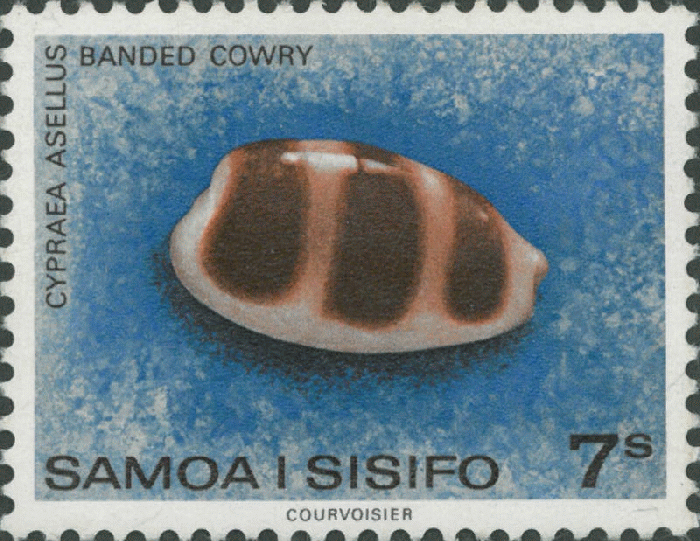 Cypraea asellus Cypraea asellus