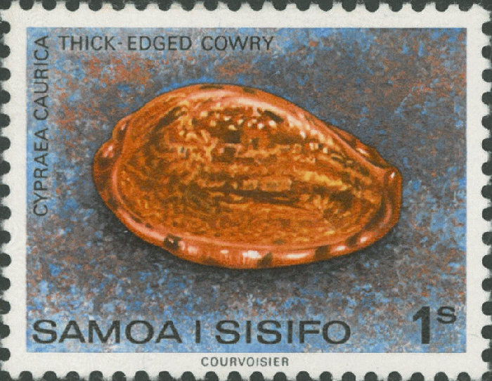 Cypraea caurica Cypraea caurica