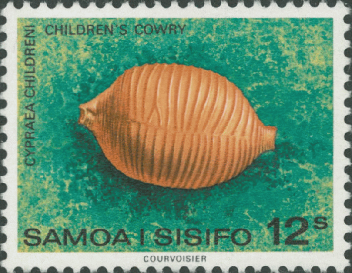 Cypraea childreni Cypraea childreni