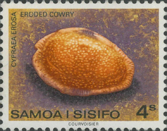 Cypraea erosa