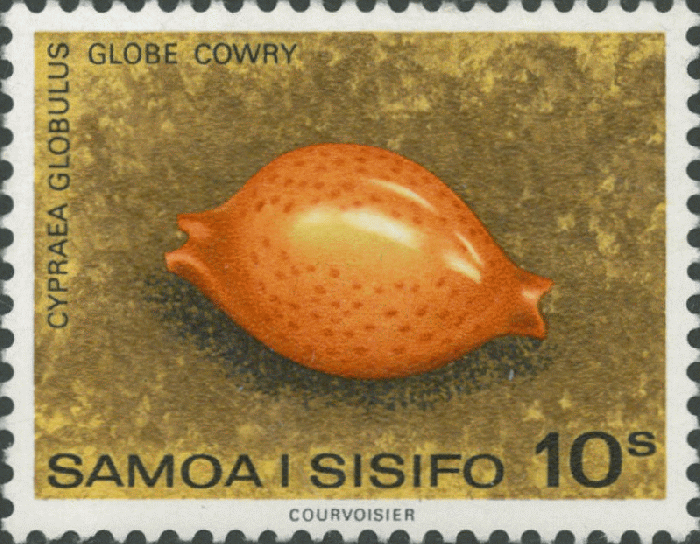 Cypraea globulus