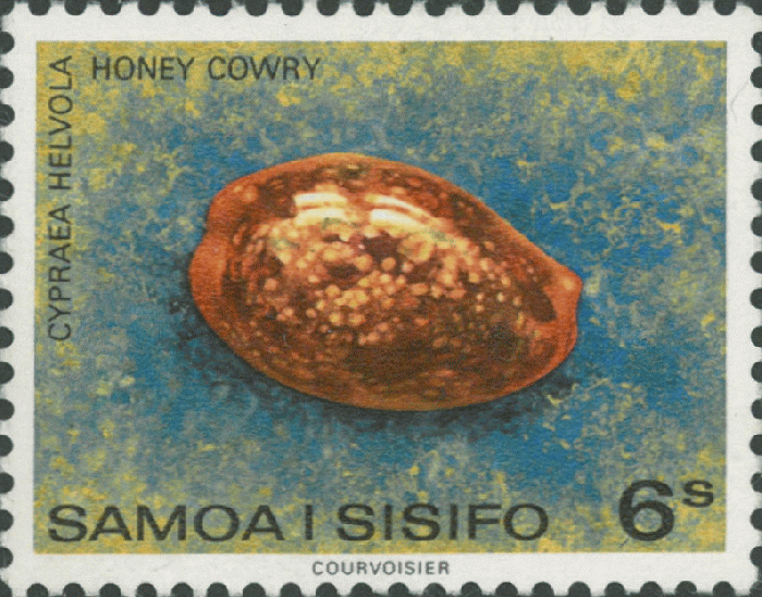 Cypraea helvola Cypraea helvola