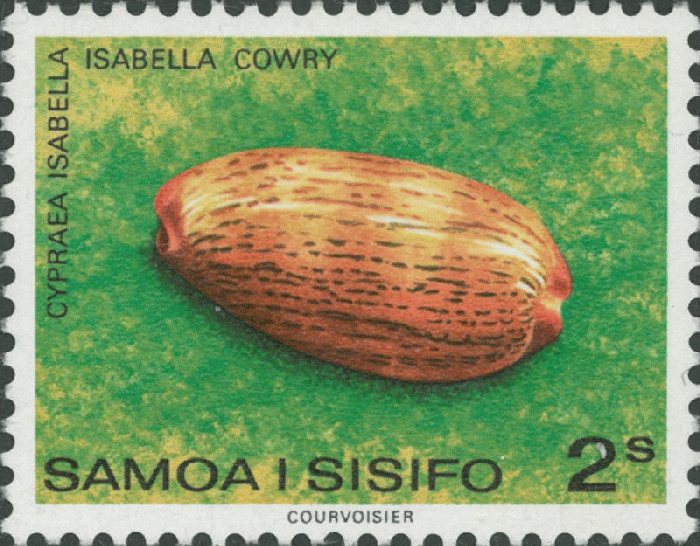 Cypraea isabella Cypraea isabella