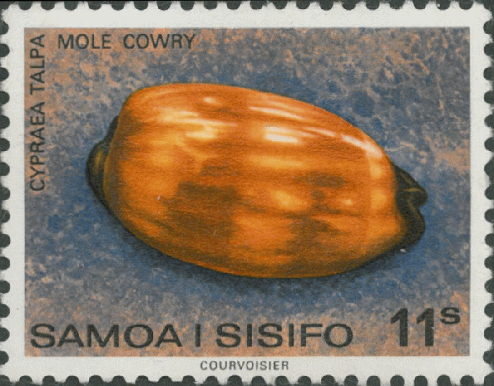 Cypraea talpa Cypraea talpa