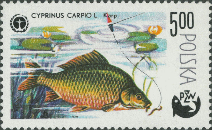 Cyprinus carpio Cyprinus carpio