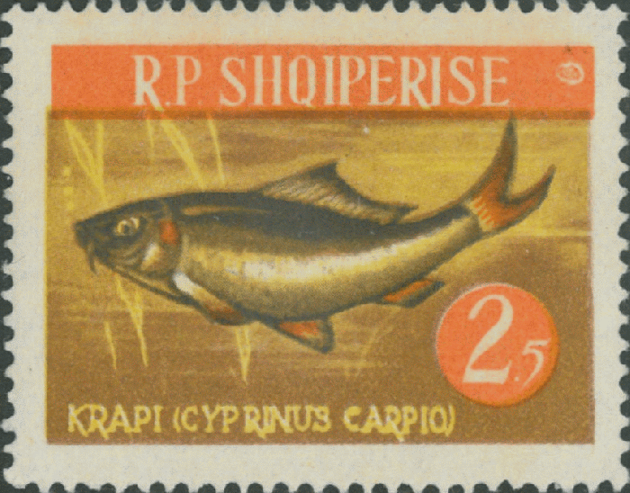 Cyprinus carpio Cyprinus carpio