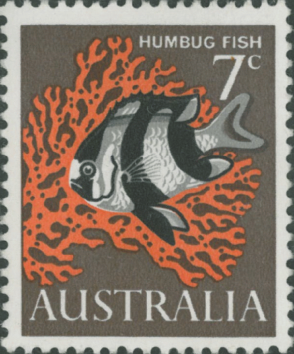 Dascyllus aruanus Dascyllus aruanus