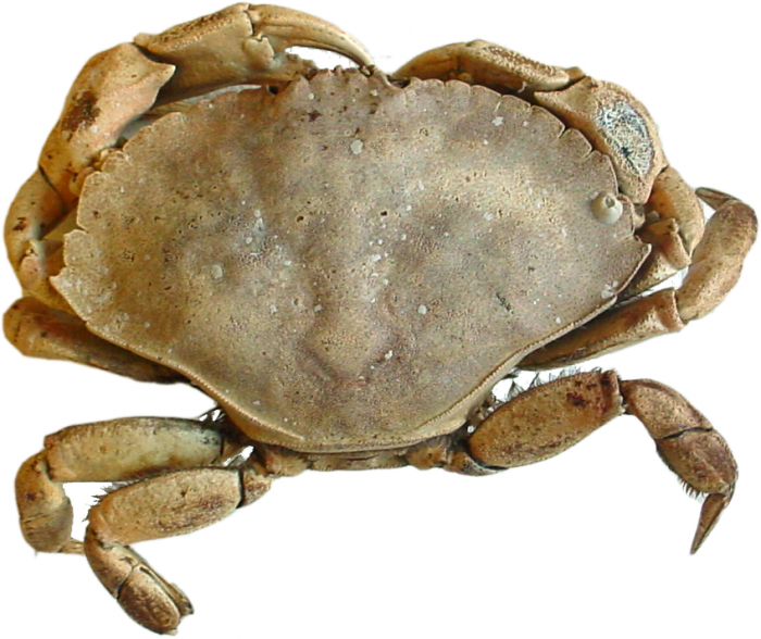 Cancer irroratus - dried Cancer irroratus - dried