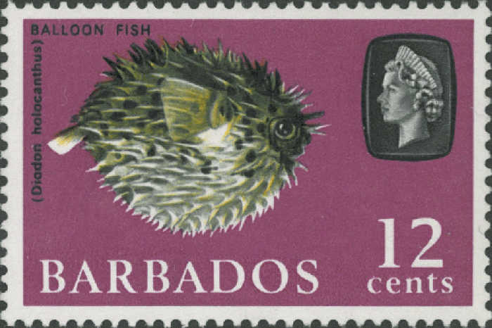 Diodon holocanthus Diodon holocanthus