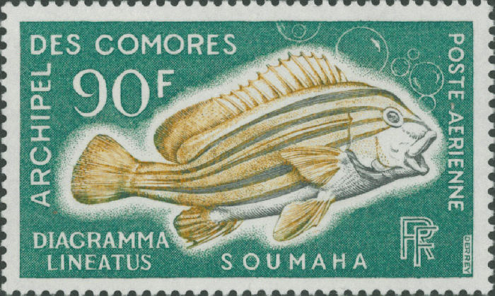 Epinephelus latifasciatus