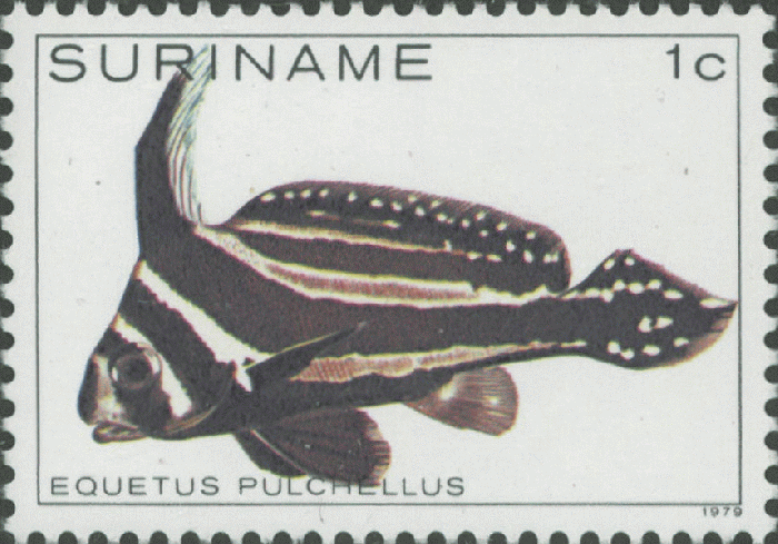 Equetus punctatus Equetus punctatus