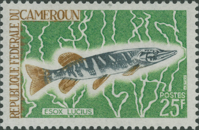 Esox lucius Esox lucius