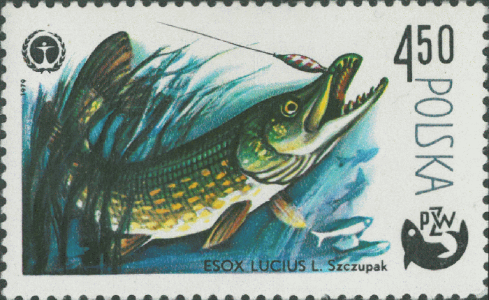 Esox lucius Esox lucius