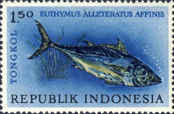 Euthunnus alleteratus