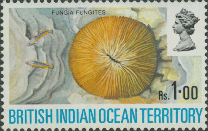 Fungia fungites Fungia fungites