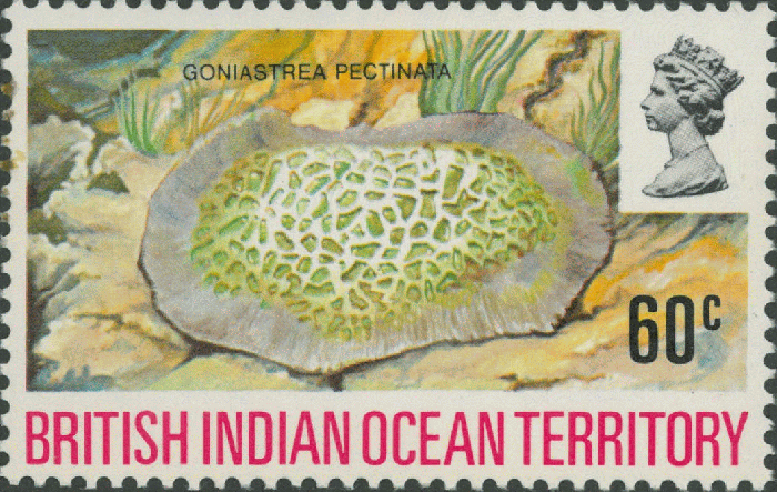 Goniastrea pectinata Goniastrea pectinata