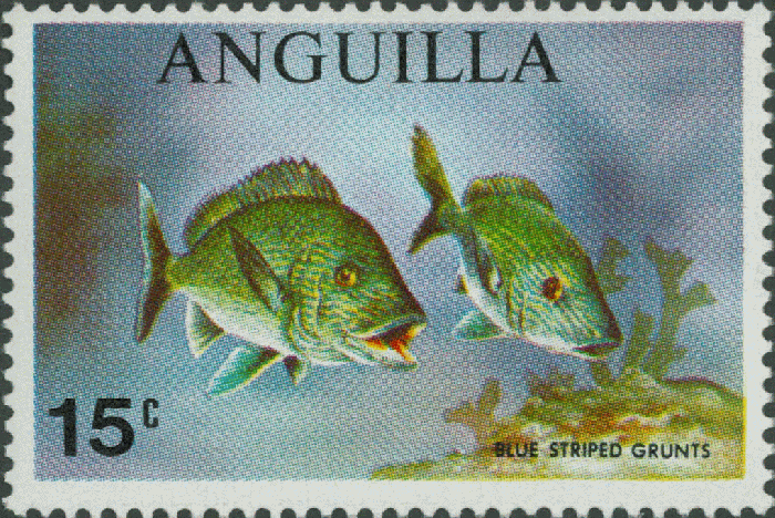 Haemulon sciurus Haemulon sciurus