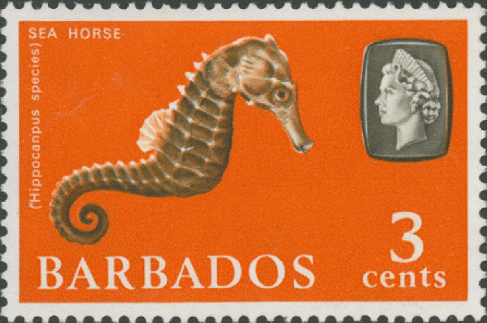 Hippocampus sp. Hippocampus sp.