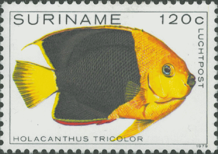 Holacanthus tricolor Holacanthus tricolor
