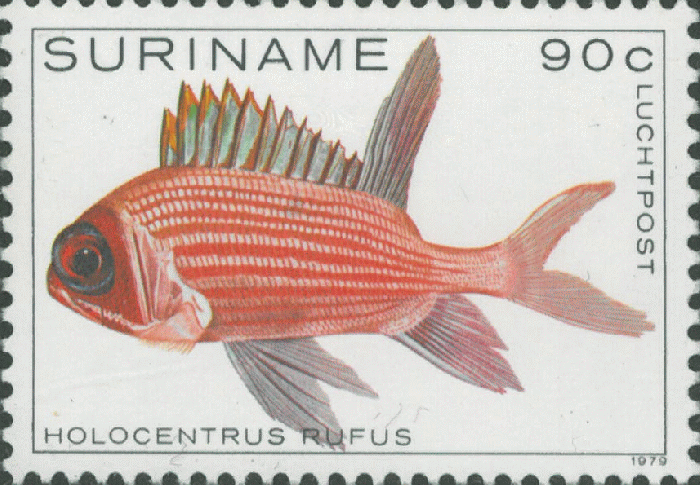 Holocentrus rufus Holocentrus rufus