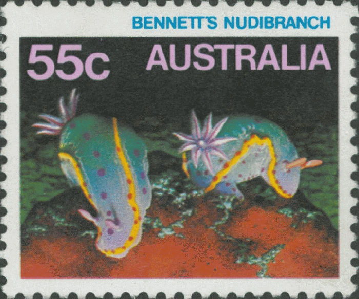 Hypselodoris bennetti Hypselodoris bennetti