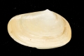 Mollusca (molluscs)