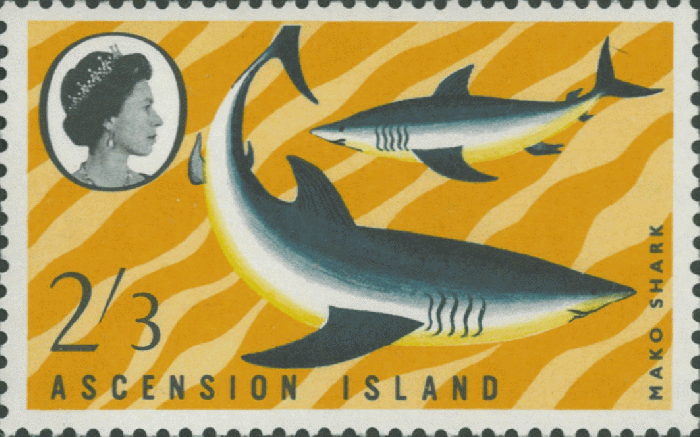 Isurus oxyrinchus Isurus oxyrinchus