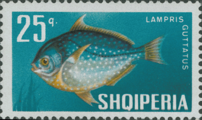 Lampris guttatus Lampris guttatus