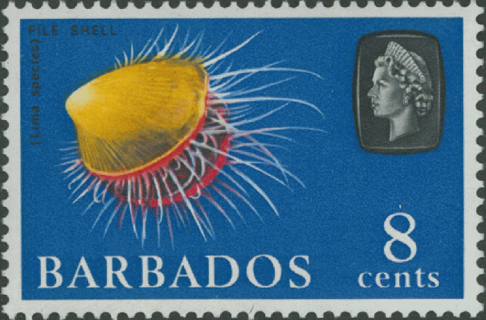 Lima sp. Lima sp.