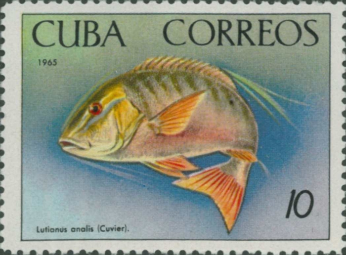 Lutjanus analis Lutjanus analis