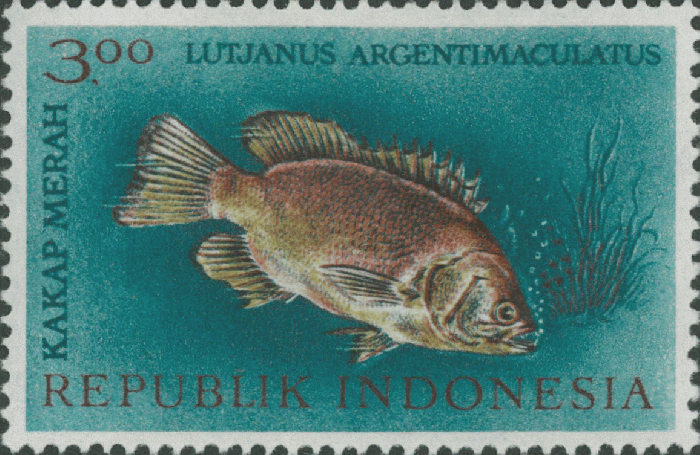 Lutjanus argentimaculatus Lutjanus argentimaculatus