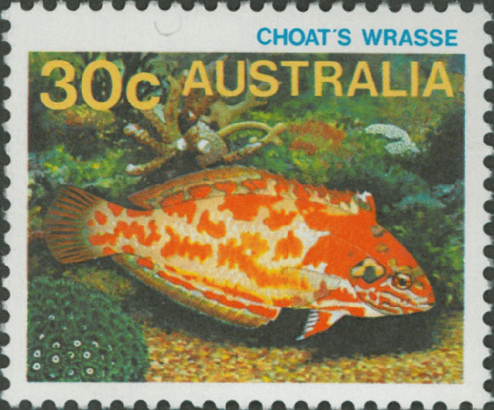 Macropharyngodon choati Macropharyngodon choati